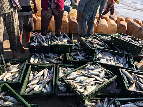 Новые правила контроля за рыболовством в ЕС вступят в силу в ноябре