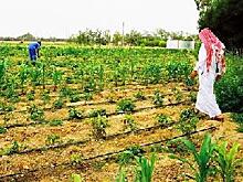 Компании Sadarah и iFarm будут сотрудничать в области земледелия в Катаре