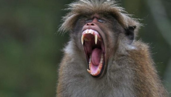 Макака-убивака, или Как один злобный зверек стал причиной запрета обезьян в  Швеции - Рамблер/новости