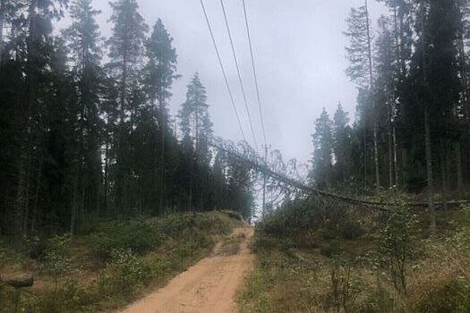 Короеды оставили без электричества поселки в Ленинградской области