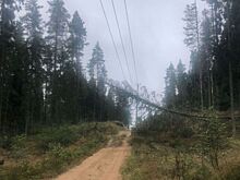 Короеды оставили без электричества поселки в Ленинградской области