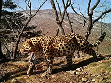 В центре Владивостока начали создавать самое большое граффити леопарда