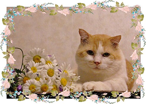 Рыжим котам Петербурга подыщут хозяев в День защитника Отечества