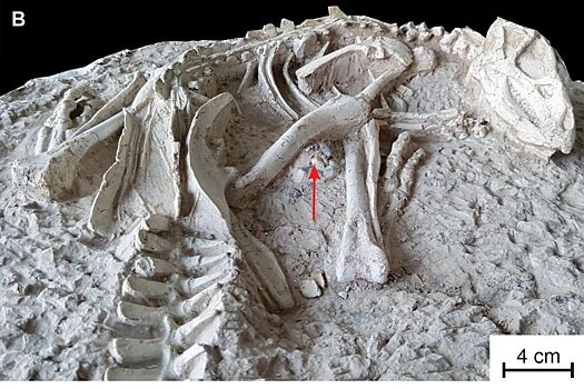 В Китае откопали "вечно спящих" динозавров