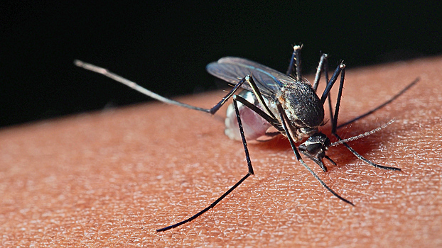 ВОЗ предупредила о возможных эпидемиях из-за комаров