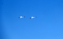 Лебеди и грачи прилетели весной-2020 в Новосибирскую область – фото