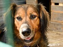 Волонтеры написали открытое письмо губернатору Бергу из-за отравлений собак