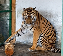 Амурский тигр Гектор, спасенный на Южном Урале, переезжает на Дальний Восток