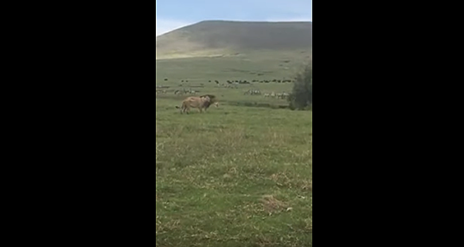 Сотрудники МЧС в Минске спасли провалившуюся под лед собаку