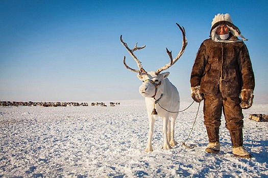 Как якутские оленеводы борются с уводом дикими оленями домашних