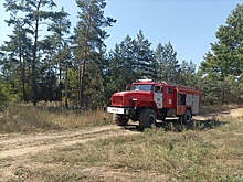В этом году в Курской области не допустили пожаров в лесах