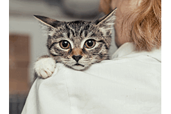 Животных запретят изымать за долги