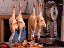 Россельхознадзор возьмёт на контроль оборот лекарств для ветеринарии