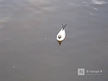 Эколог Каюмов высказался об отстреле чаек в Нижегородской области