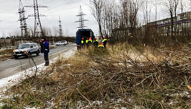 Энергетикам разрешили вырубать деревья в Петрозаводске
