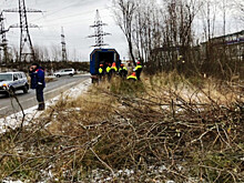 Энергетикам разрешили вырубать деревья в Петрозаводске