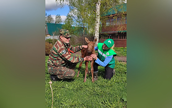 Лосенок-сирота обрел новую «маму» в племенном заводе Воскресенского района
