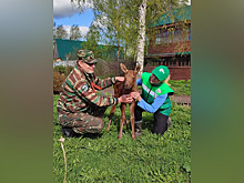 Лосенок-сирота обрел новую «маму» в племенном заводе Воскресенского района