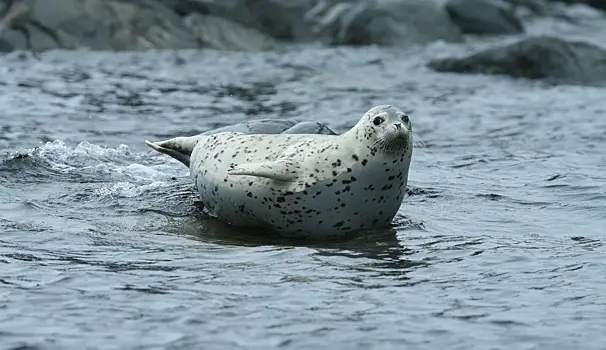 Смертельная тайна Каспия. Что убивает тюленей?