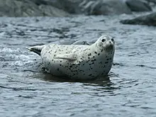 Смертельная тайна Каспия. Что убивает тюленей?