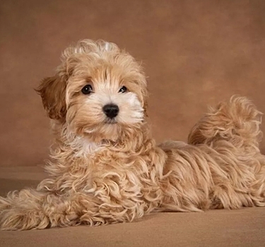 Мальтипу —описание породы собаки, как ухаживать и отзывы с фото