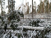 Нижегородская область вошла в топ-15 регионов по выполнению санитарно-оздоровительных мероприятий в лесах