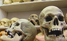 Средневековые пляски смерти устроят в новосибирском крематории
