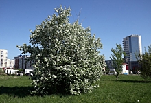 В Омской области высадят «Сад памяти» из 55 тысяч деревьев