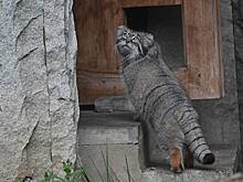 «Зимняя бескормилица»: манул Тимофей начнет получать меньше крыс и перепелов