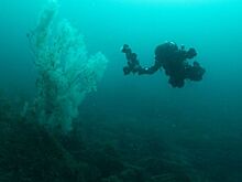 «Абсолютно огромный» черный коралл обнаружен у Новой Зеландии