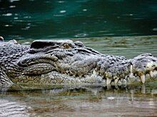 В Индонезии крокодил убил мужчину, утащив его в реку