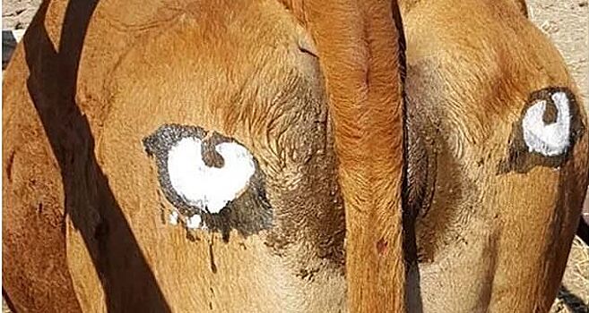 Ученые нарисовали глаза на коровьих задах для защиты от хищников