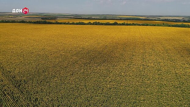 Трудности есть, но мы сильнее: донские аграрии завершают уборку подсолнечника