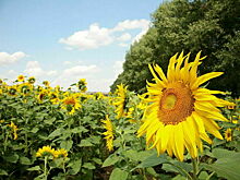 Роскачество оценило безопасность отечественного подсолнечного масла