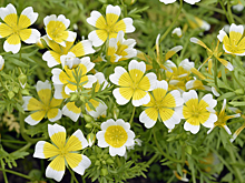 Его очаровательное цветение длится все лето. Как вырастить лимнантес Дугласа