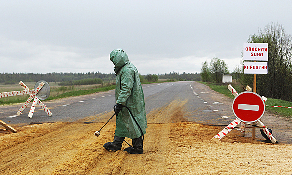 В Россию пришел вирус африканской чумы свиней