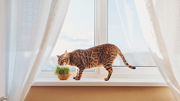 Ученые выяснили, зачем кошки едят траву