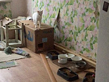 Коты затопили многоквартирный дом в Санкт-Петербурге