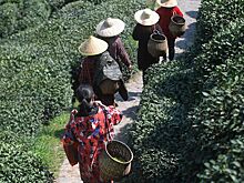 В Ханчжоу приступили к сбору урожая чая "Сиху Лунцзин"