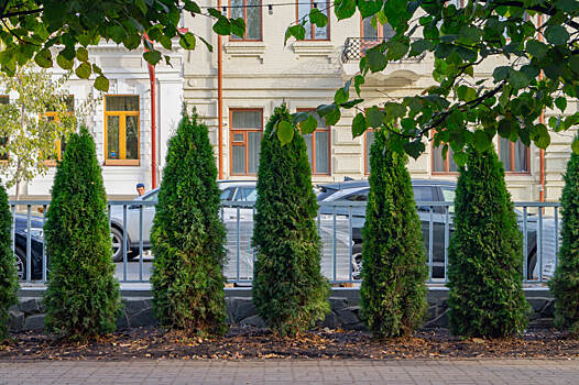 Власти передумали: Лядскому вернут липы, а новые туи — «выгонят»