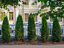 Власти передумали: Лядскому вернут липы, а новые туи — «выгонят»