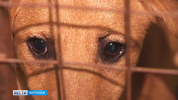 Почему воронежцы выступили против гуманного решения проблемы бродячих собак