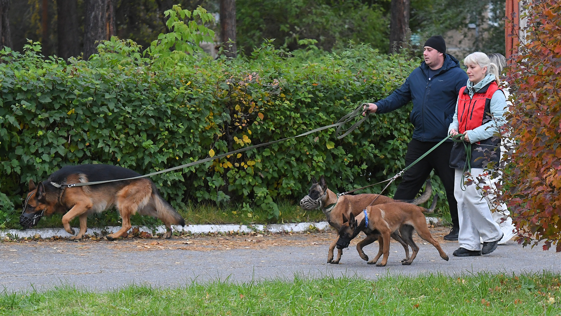 Депутат ГД: В РФ нужно запретить держать опасных собак в многоквартирных домах