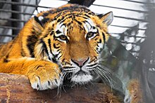В Хабаровском крае выяснят детали гибели женщины, которую мог укусить тигр