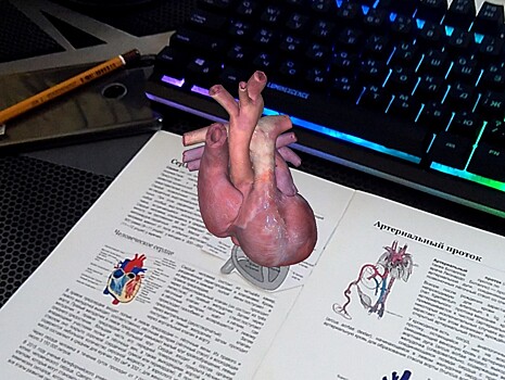 Изобретатель из Твери разработала анатомический 3d атлас для обучения студентов-медиков