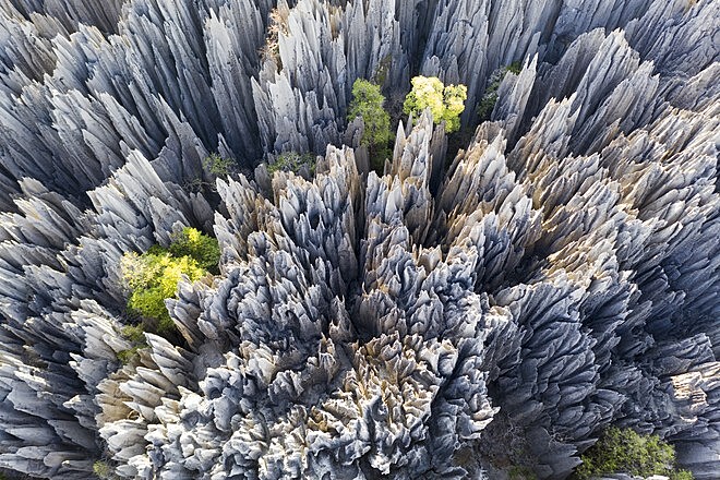Учёные выяснили причину появления «каменных лесов»