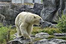 Почему белый медведь на самом деле прозрачный