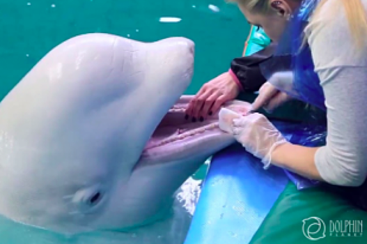 В Ярославском дельфинарии стоматолог вылечила зубы киту
