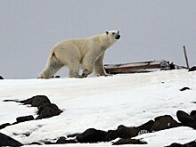 The Telegraph (Великобритания): российские поселки в Арктике готовятся к «вторжениям» белых медведей