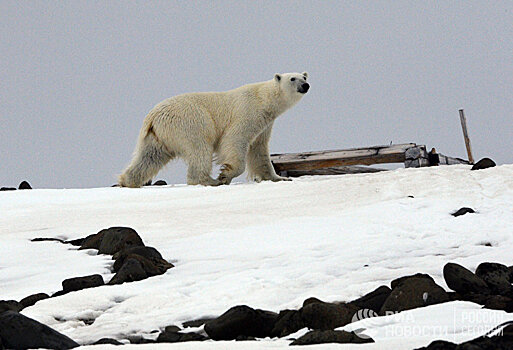 The Telegraph (Великобритания): российские поселки в Арктике готовятся к «вторжениям» белых медведей